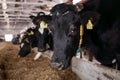 Cow head close-up in a pen on a dairy farm Royalty Free Stock Photo