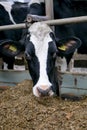 Cow head close-up in a pen on a dairy farm Royalty Free Stock Photo