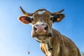 Cow head close-up Royalty Free Stock Photo