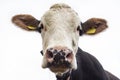 Cow head close-up Royalty Free Stock Photo