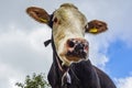 Cow head close-up Royalty Free Stock Photo