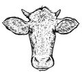 Cow head engraving style. Hand drawn vector illustration Royalty Free Stock Photo