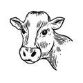 Cow head engraving vintage style. Black color vector illustration. Royalty Free Stock Photo