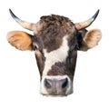 Cow head, funny cow face