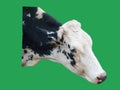 Cow head isolated on green background Royalty Free Stock Photo