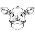 Cow head isolated on white background. Farm animal vector portrait. Fresh milk. Dairy farm. Butcher.