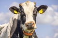 Cow head looking at camera, close up and livestock tags, with sawn horns a pink nose and a blue sky Royalty Free Stock Photo