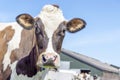 Cow head looking, face brown and white, in front of a barn in front view, dairy milk cattle and a blue sky Royalty Free Stock Photo