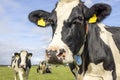 Cow head looking friendly, pink nose, close shot of a black-and-white in front of a blue sky Royalty Free Stock Photo