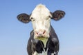 Cow head looking friendly, pink nose, medium shot of a black-and-white in front of a blue sky Royalty Free Stock Photo