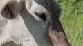 Cow head portrait eyes ears closeup Royalty Free Stock Photo