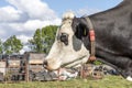 Cow head, portrait profil of a calm mature adult bovine at a farmyard Royalty Free Stock Photo