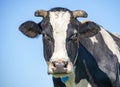 Cow head, portrait profil of a calm mature adult bovine and a farmyard background Royalty Free Stock Photo