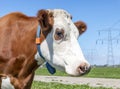 Cow head profil, a red cow with droopy eyes