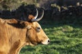 Cow head in profile. horizontal image with copy space. sunny day. selective focus Royalty Free Stock Photo