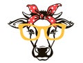 Cow head with red bandana and sunglasses. Vector black graphic illustration isolated on white. Farm animal