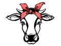 Cow head with red bandana. Vector black graphic illustration isolated on white. Farm animal