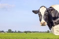 Cow head right side, looking at camera, standing , black and white, pink nose Royalty Free Stock Photo