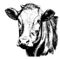 Cow head sketch hand drawn engraving style Vector illustration Royalty Free Stock Photo