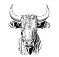 Cow head sketch hand drawn engraving style Royalty Free Stock Photo