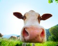 Cow Royalty Free Stock Photo