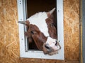 Cow head in the window Royalty Free Stock Photo