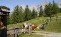 cow heading back to the dairy farm in the Austrian Alps of the Dachstein region (Austria) Royalty Free Stock Photo