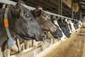 Cow heads in a barn in a row waiting for feeding time, peeking through bars of a gate in a barn Royalty Free Stock Photo