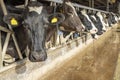 Cow heads in a barn in a row waiting for feeding time, peeking through bars in a barn Royalty Free Stock Photo