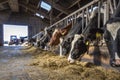 Cow heads eating hay in a barn in a row for feeding time, head through bars Royalty Free Stock Photo