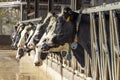 Cow heads in a stable in a row just before feeding time Royalty Free Stock Photo