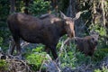Cow and Her Calf in The Forest. Moose in the Colorado Rocky Mountains