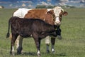 Cow With Her Calf on a Green Pasture Royalty Free Stock Photo