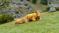 A cow with her calf resting in the high mountain field Royalty Free Stock Photo