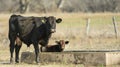 A cow and her calf stand in front of a driedup water trough their heads lowered in defeat. The mothers once glossy coat