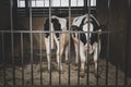 Cattle breeding. A cow and her calf are standing in a cage. focus on the cell