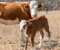 Cow with her calf on a sunny day Royalty Free Stock Photo