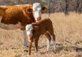 Cow with her calf on a sunny day Royalty Free Stock Photo