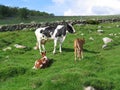 A cow and her calves in a field Royalty Free Stock Photo