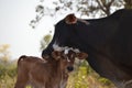 Brazil - cow family