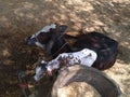 Cow and her new born black and white calf Royalty Free Stock Photo