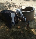 Cow and her new born black and white calf Royalty Free Stock Photo