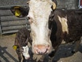 Cow with her Newly born calf