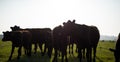 Cow herd close up almost silhoetted Royalty Free Stock Photo