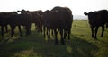 Cow herd close up almost silhoetted Royalty Free Stock Photo