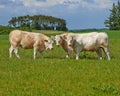 Cow herd, field and farm in summer for agriculture, eating and walking for health, meat industry and outdoor. Cattle