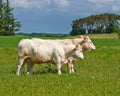 Cow herd, field and farming in summer for agriculture, eating and walking for health, meat industry and outdoor. Cattle