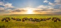 Cow herd graze on a green rural pasure at the sunset Royalty Free Stock Photo