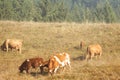 Cow herd grazing on a hilly pasture, autumn time