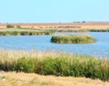 Cow herd grazing on pasture by lake Royalty Free Stock Photo